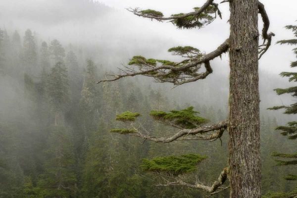 USA, Washington, Mount Rainier NP Tree in fog